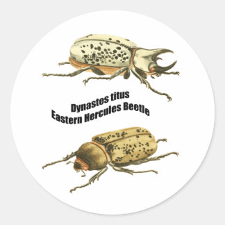 Sticker Rond Beetle d'Hercules de l'Est