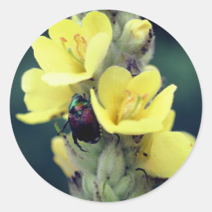 Sticker Rond Beetle sur Fleur Mullein Sauvage