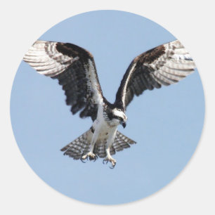 Sticker Rond Bel oiseau de balbuzard recherchant la proie