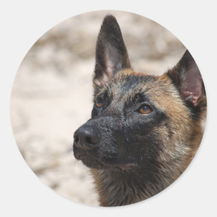 Sticker Rond Belge Malinois