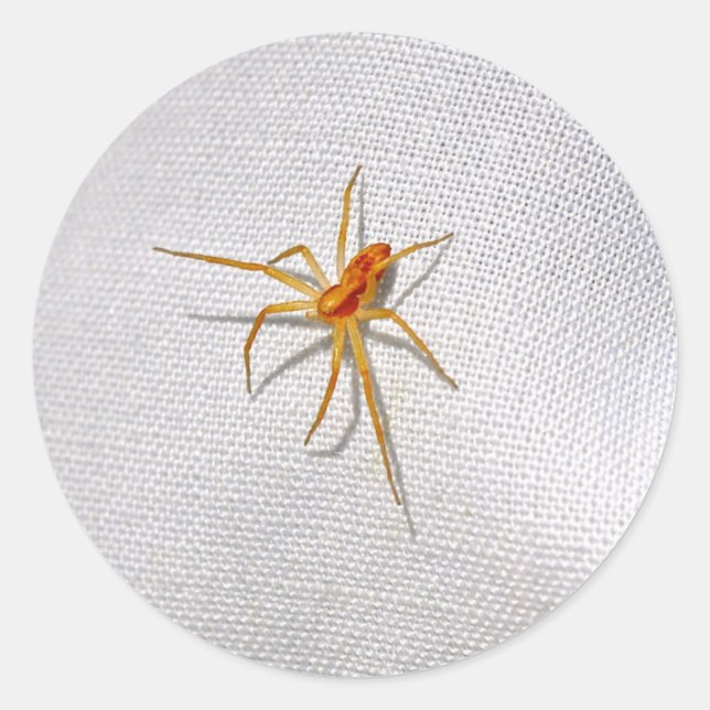 Sticker Rond Belle araignée orange (Devant)