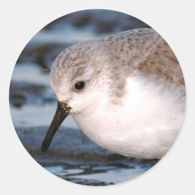 Sticker Rond Belle Bécasseau De Sanderling Marche Les Rives D'H (Devant)