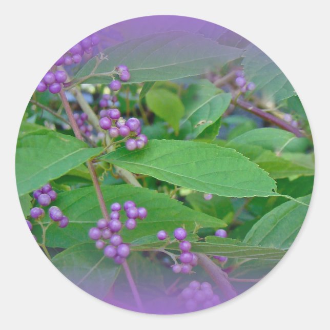 Sticker Rond Belle-Belle américaine (Callicarpa americana) (Devant)