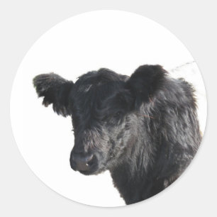 Sticker Rond Belle ceinture de galloway Steer