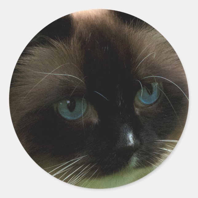Sticker Rond Belle Chat Ragdoll (Devant)