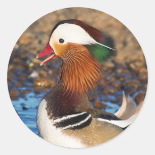 Sticker Rond Belle Chatty Mandarin Canard à l'étang
