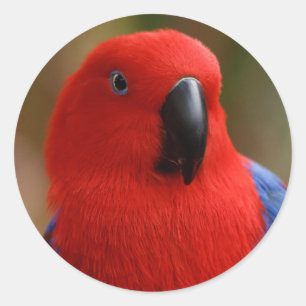 Sticker Rond Belle "Dame en rouge" Eclectus Parrot