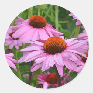 Sticker Rond Belle échinacée rose imprimé floral