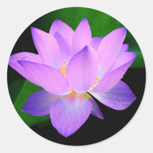 Sticker Rond Belle fleur de lotus violet dans l'eau