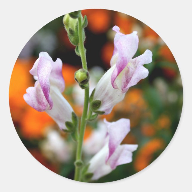 Sticker Rond Belle Fleur Snapdragon Design (Devant)
