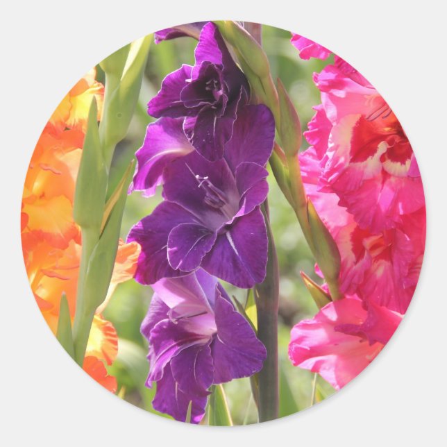 Sticker Rond Belle floraison de gladiolus (Devant)