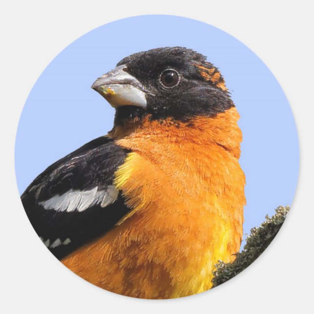Sticker Rond Belle grêle à tête noire dans un arbre (Devant)