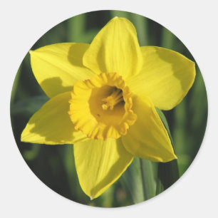 Sticker Rond Belle jonquille