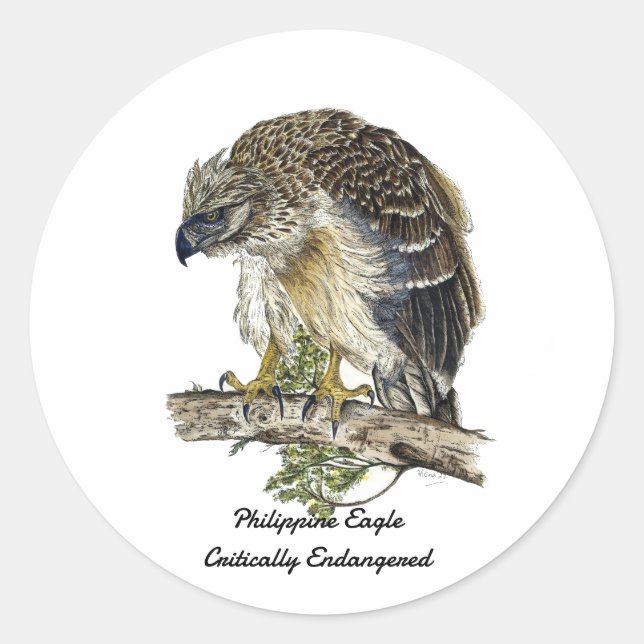 Sticker Rond Belle oeuvre d'aigle philippin en danger (Devant)