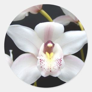 Sticker Rond Belle orchidée