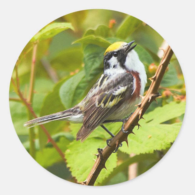 Sticker Rond Belle Paruline ornée de châtaignes sur une branche (Devant)