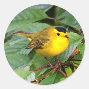 Sticker Rond Belle Paruline Wilson dans le cerisier