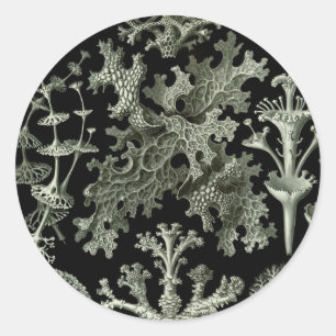 Sticker Rond Belle photo de lichens noirs et blancs