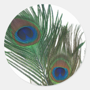 Sticker Rond Belle plume blanche de paon