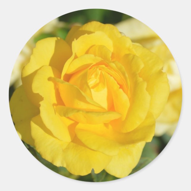 Sticker Rond Belle rose jaune (Devant)