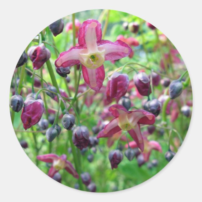 Sticker Rond Belles ailes de fée Fleurs & Buds Printemps Photo (Devant)