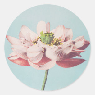 Sticker Rond Belles impressions photomécaniques de fleurs Lotus