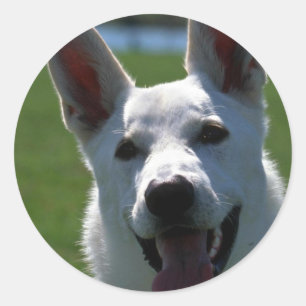 Sticker Rond Berger allemand blanc