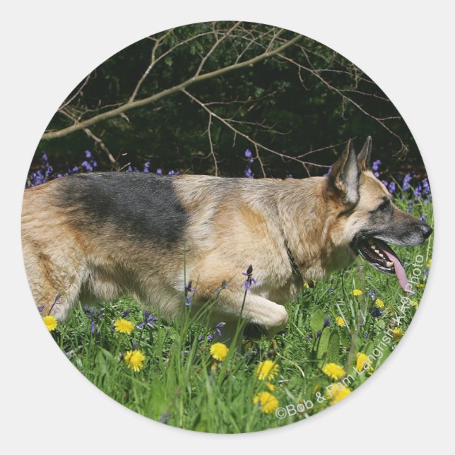 Sticker Rond Berger allemand en fleurs jaunes (Devant)