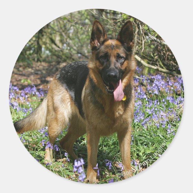 Sticker Rond Berger Allemand Laissant tomber (Devant)