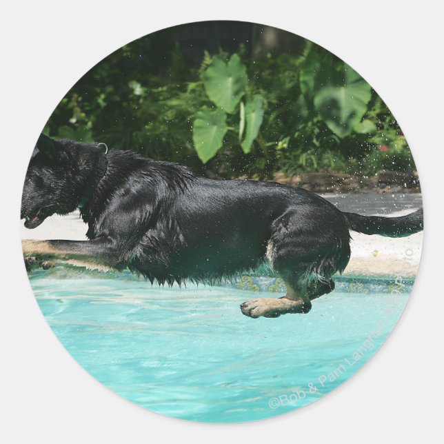 Sticker Rond berger allemand sauter dans l'eau (Devant)