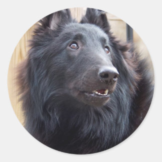 Sticker Rond Berger belge