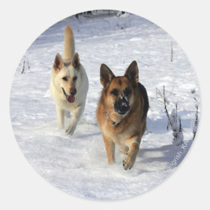 Sticker Rond Bergers allemands en courant dans la neige