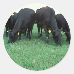 Sticker Rond Bétail d'Angus