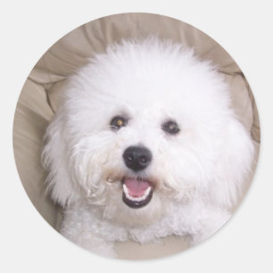 Sticker Rond Bichon Frise