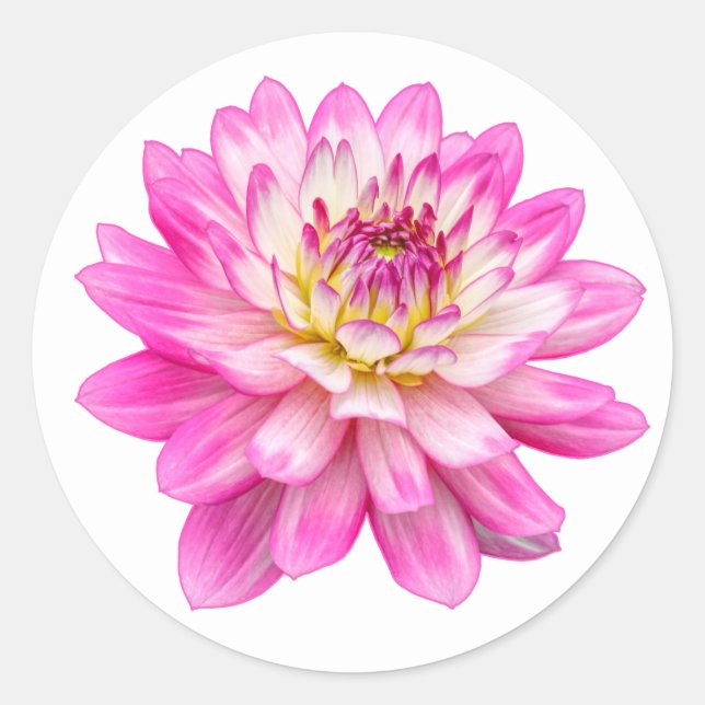Sticker Rond Big Rose Dahlia (Devant)