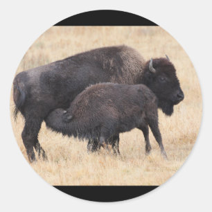 Sticker Rond bison