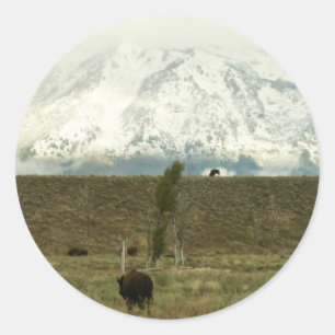 Sticker Rond Bison à Grand Teton National Park Photographie