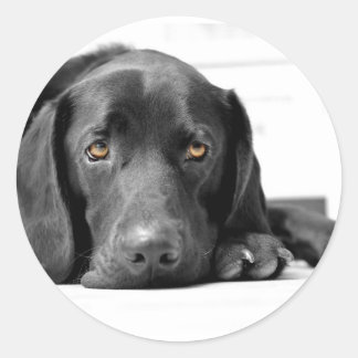 Sticker Rond Black Labrador