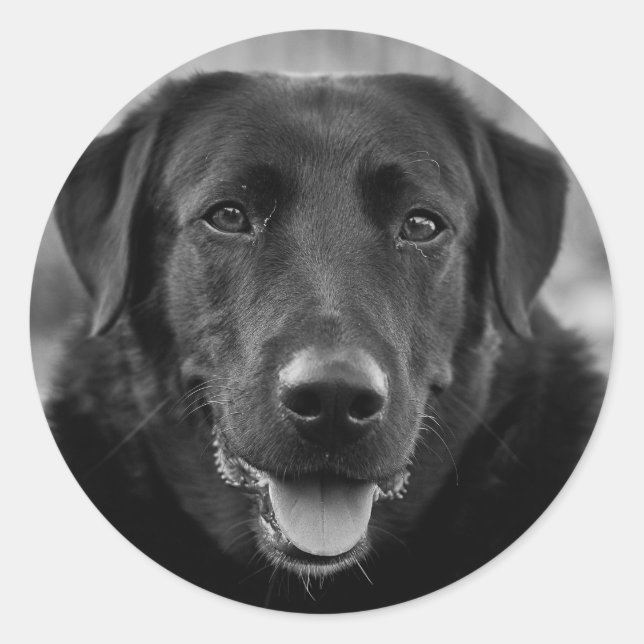 Sticker Rond Black Labrador Photo Pet Dog (Devant)