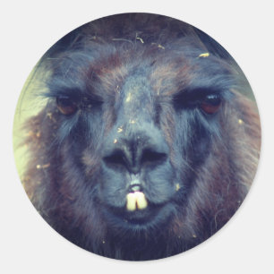 Sticker Rond Black Llama Visage Animal Nature