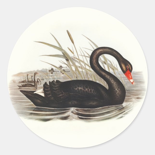 Sticker Rond Black Swan Vintage (Devant)