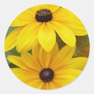 Sticker Rond Blackeyed Susan Rudbeckia hirta f. homochroma
