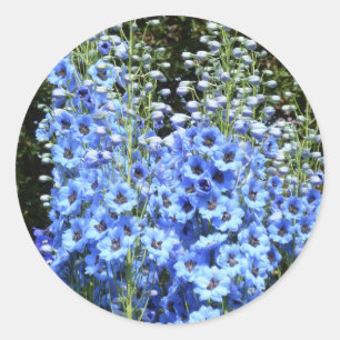 Sticker Rond Bleu Delphinium Fleurs Florales Jardin Nature