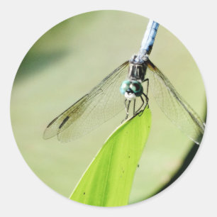 Sticker Rond Bleu libellule sur une feuille verte