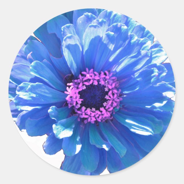 Sticker Rond Bleu marguerite bleu photo florale (Devant)