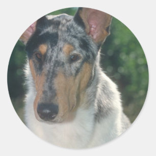 Sticker Rond Bleu Merle Collie Manteau lisse