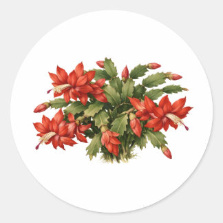 Sticker Rond Blooming Red Christmas Cactus Plant 