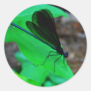Sticker Rond Blue Damselfly on a green leaf.