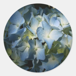Sticker Rond Blue Hydrangea Fleurs Florales Photo