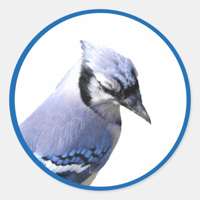 Sticker Rond Blue Jay (Devant)